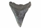 Fossil Megalodon Tooth - Georgia #151545-2